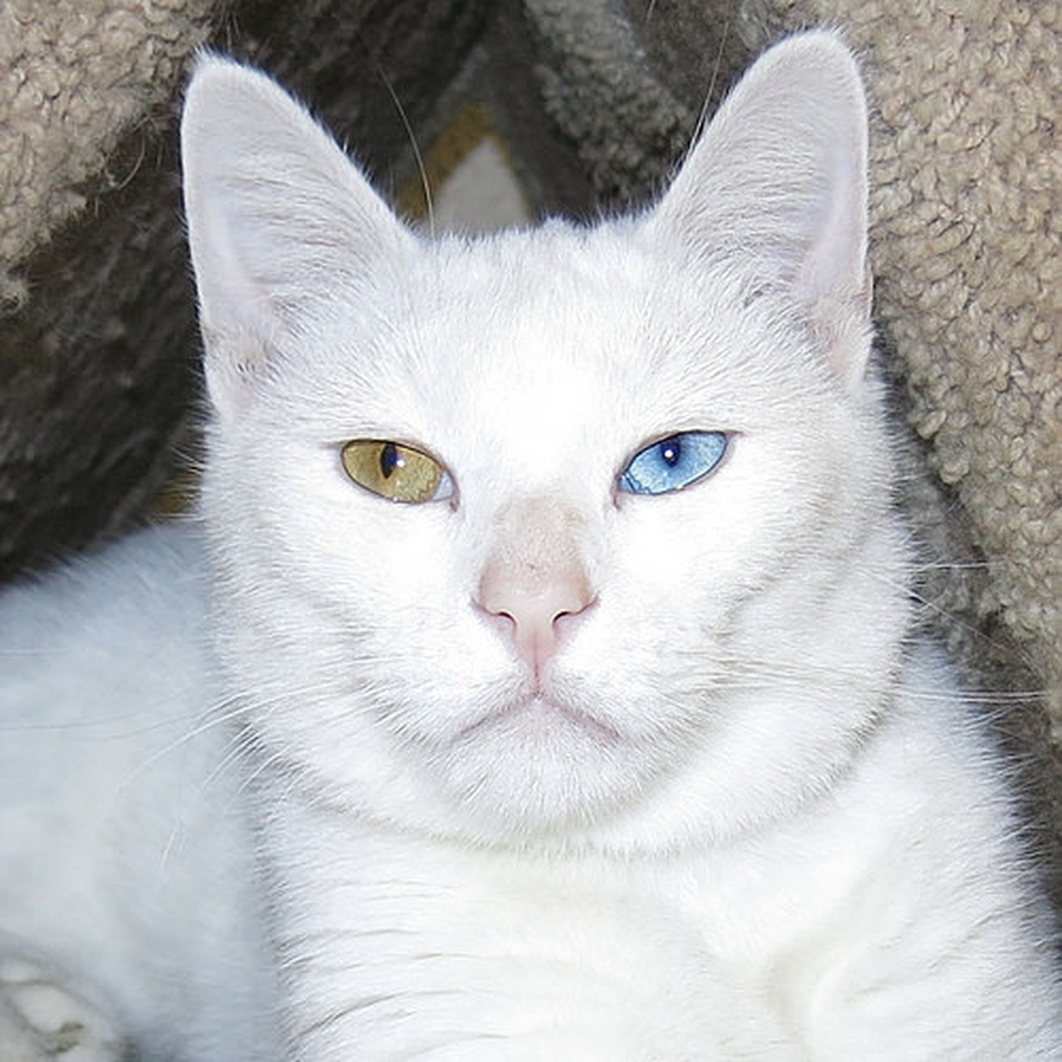 Odd-eyed Katzen mit zweifarbigen Augen. Katzenaugen
http://farm8.static.flickr.com/7399/16320844287_533619c7c3.jpg