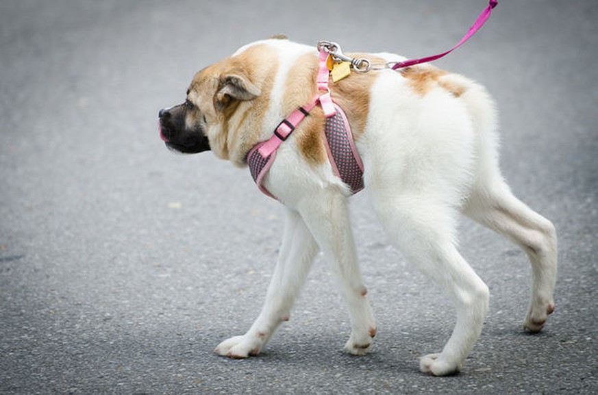Dieser Hund sieht aus wie ein Schwein und hat mehr FacebookFreunde als Sie watson