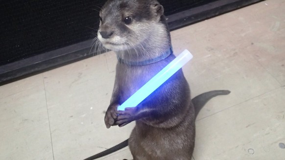 Otter mit Laserschwert.
Cute News.
http://imgur.com/gallery/Vsfmy