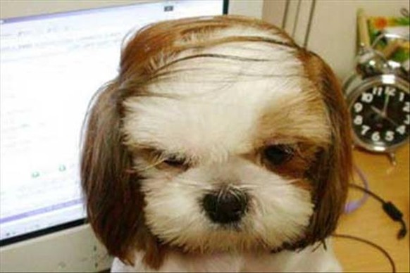Huch! Selbst vor Hunden macht die Frisur nicht halt.