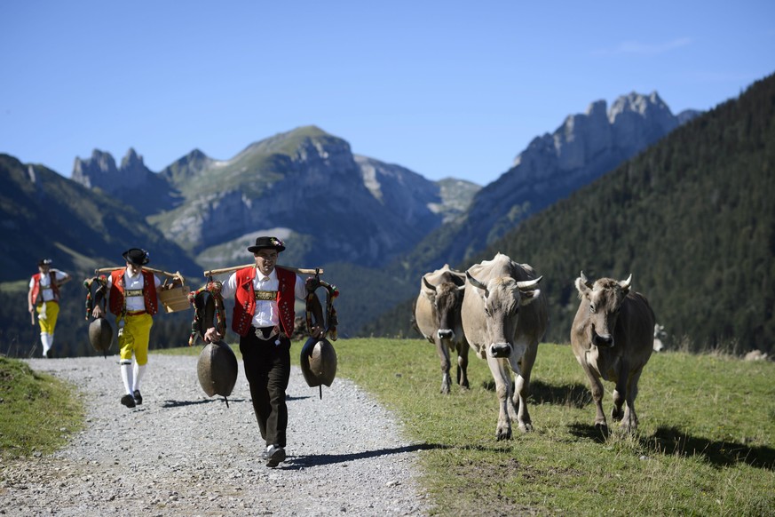 epa05507522 Cows are driven down to the valley during the traditional &#039;Alpfahrt&#039; - the ceremonial driving down of cattle from the alps to the valley in Autumn - from the Soll alp, in Ruete,  ...