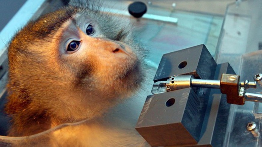Tierversuche Makake Affe Primatenstuhl