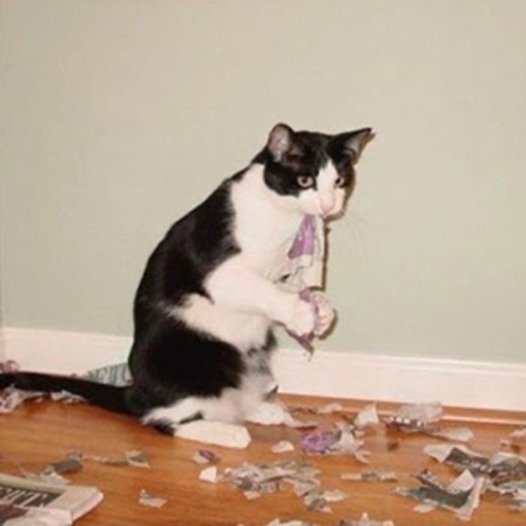 Katze frisst Zeitung