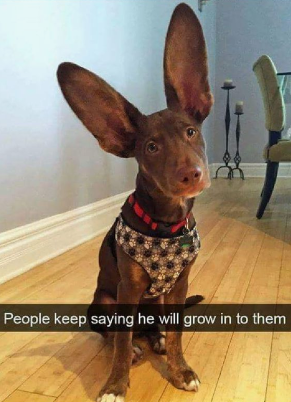 Hunde Meme
Cute News
https://www.pinterest.de/pin/458663543292438041/