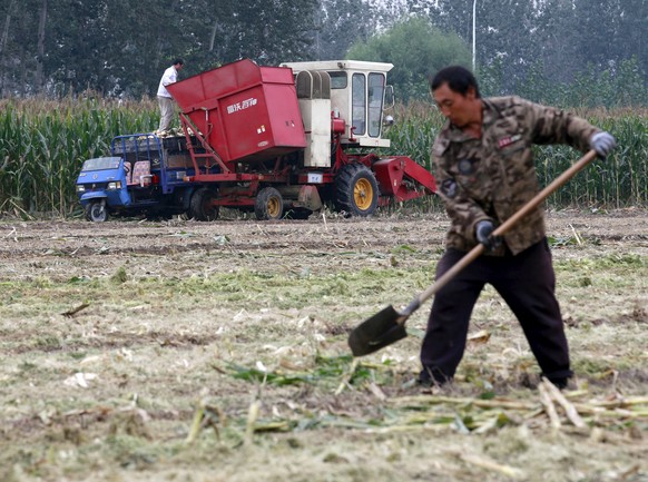 FILE PHOTO: A farmer works at a corn field as a harvester reaps corn (rear) at a farm in Gaocheng, Hebei province, China, September 30, 2015. REUTERS/Kim Kyung-Hoon/File Photo