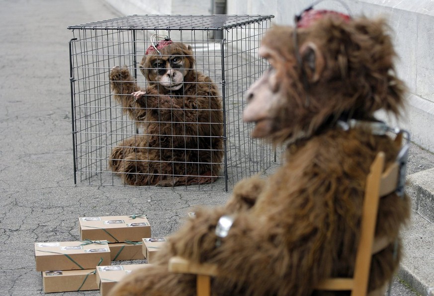 Zwei Personen in Affenkostuemen warten vor dem Bundeshaus West bei der Unterschriftenuebergabe fuer die Petition &quot;Abschaffung von Affenversuchen&quot; am Donnerstag, 24. April 2008 in Bern. (KEYS ...