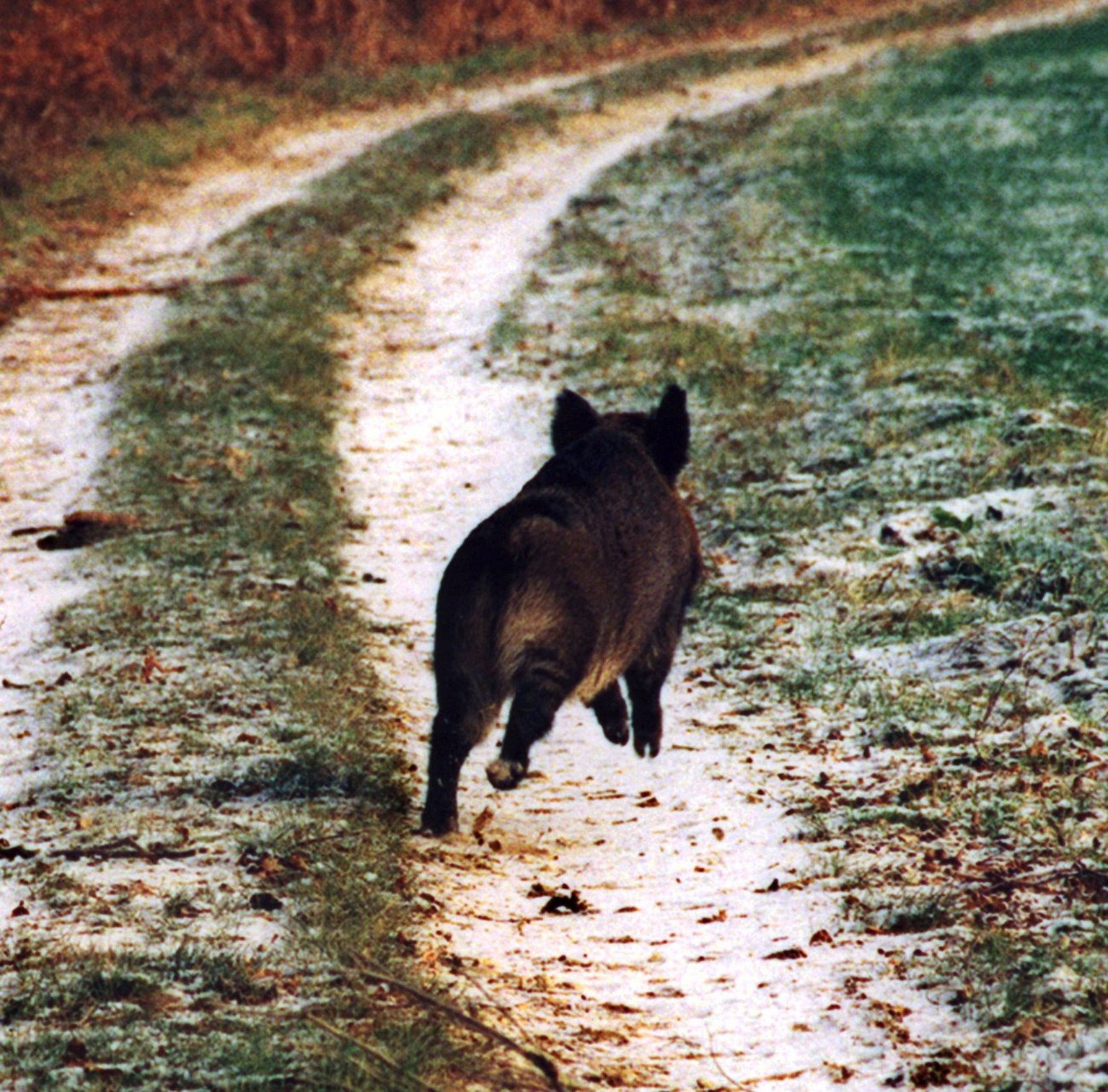 Wild, Baldingen AG.