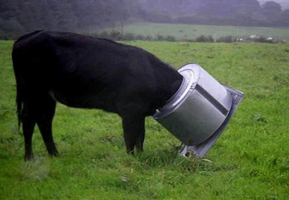 This is an undated image released by the Royal Society for the Prevention of Cruelty to Animals of a curious cow who got her head stuck in the drum of a washing machine drum that was illegally dumped  ...