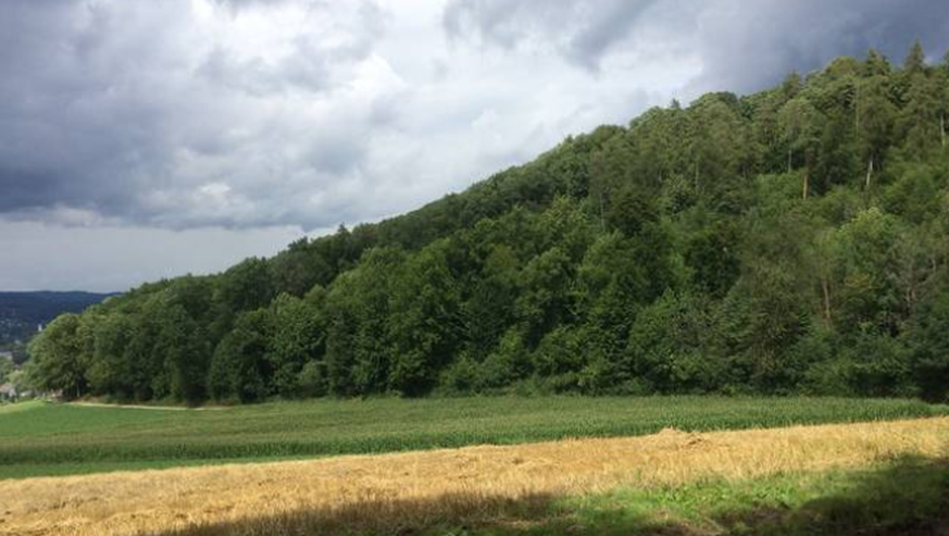 In diesem Waldstück am Rand des Naturschutzgebietes «Chirchhölzli» bei Uhwiesen lebte Franz W. vor seiner Bluttat.&nbsp;