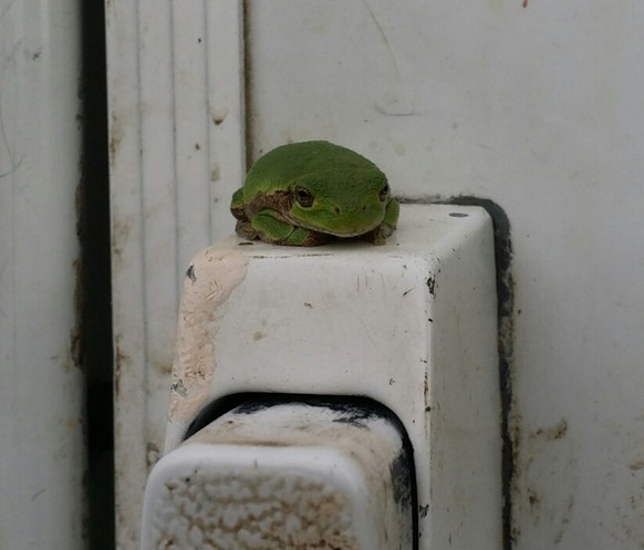 Frosch
Cute News
http://imgur.com/gallery/4quwjUf