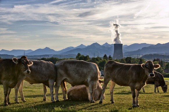 Trügerische Idylle: Kühe vor dem Atomkraftwerk Gösgen.