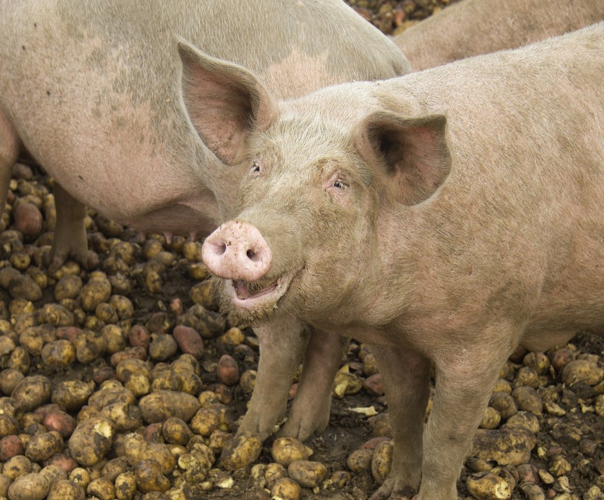 schwein fütterung essen speck