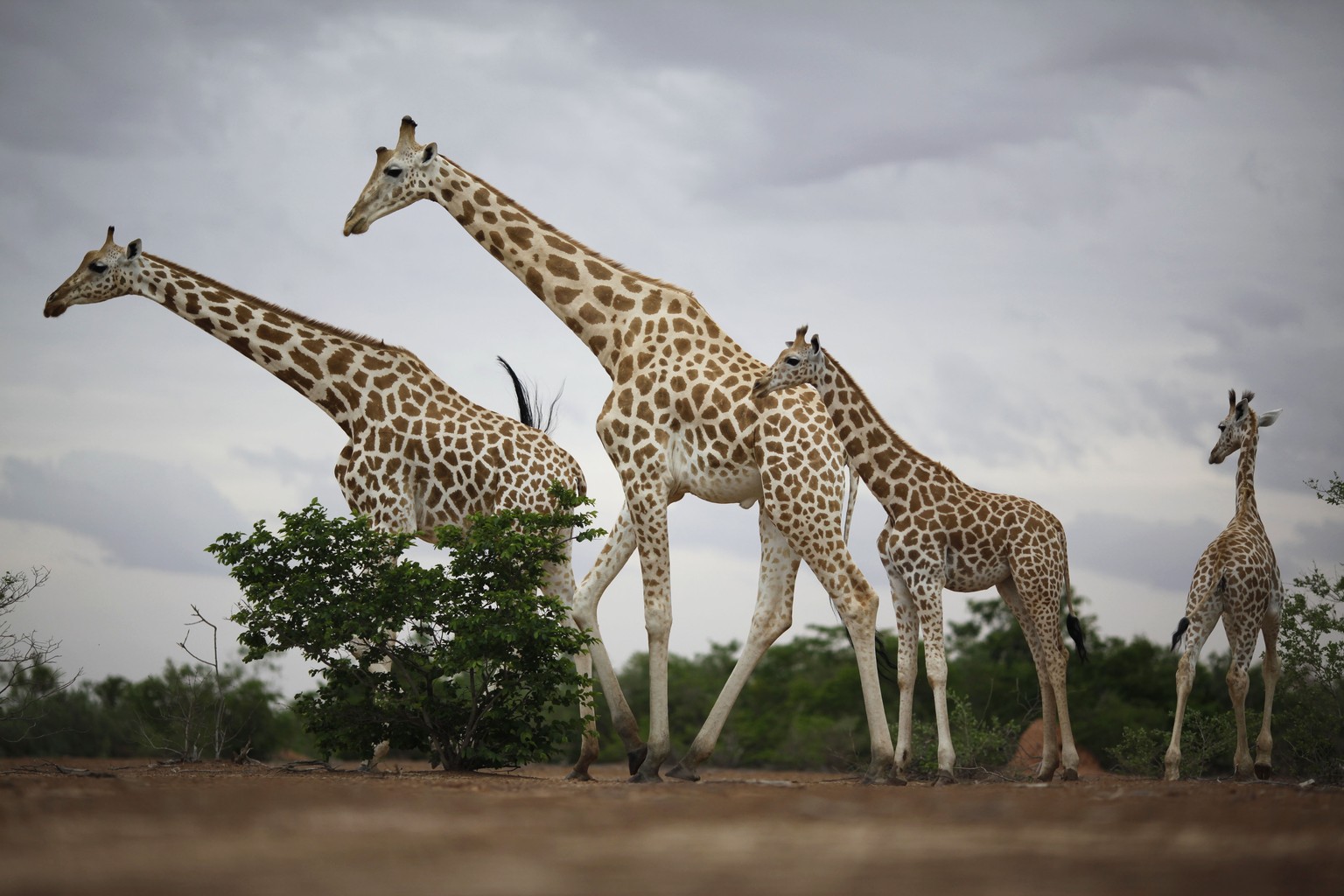 ARCHIV --- ZUR MELDUNG, DASS DIE GIRAFFEN ALS GEFAEHRDET AUF DER ROTEN LISTE STEHEN, STELLEN WIR IHNEN FOLGENDES BILD ZUR VERFUEGUNG --- In this Aug. 2, 2009 photo, a group of giraffes from Africa&#03 ...