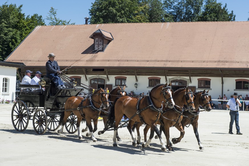 Des visiteurs regardent un attelage de cinq chevaux lors d&#039;une journee portes-ouvertes au Haras National Suisse, HNS, ce jeudi 17 juillet 2014 a Avenches dans le canton de Vaud. (KEYSTONE/Jean-Ch ...