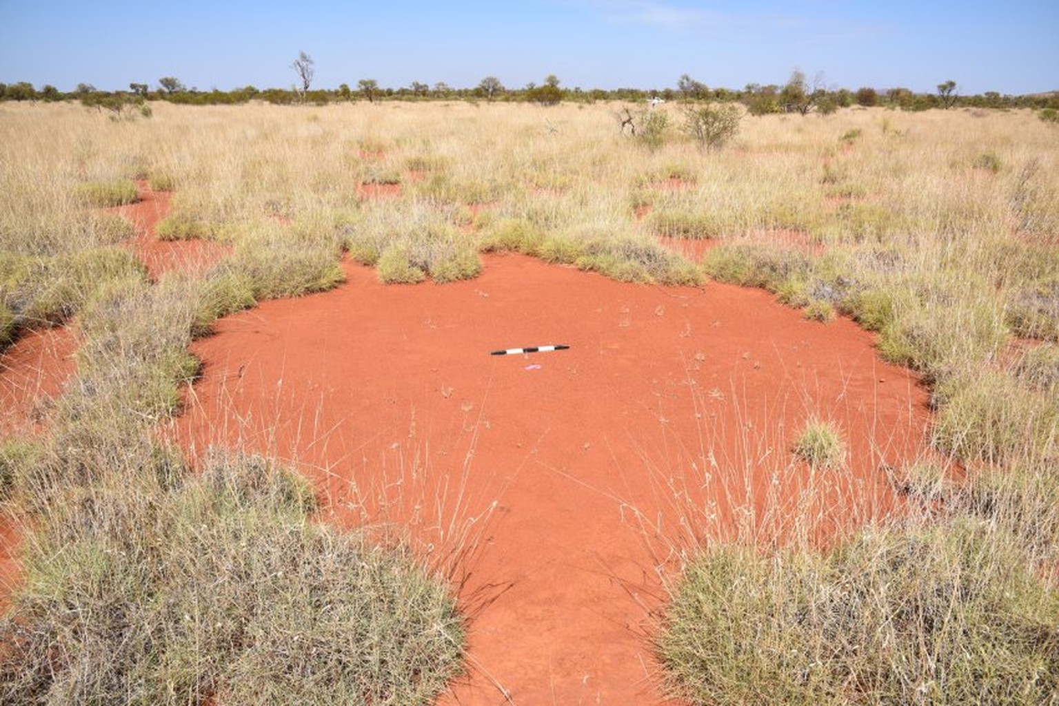 Feenkreis im Nordwesten Australiens mit Messgerät in der Mitte: Erstmals haben Forscher die Strukturen außerhalb Afrikas gefunden.