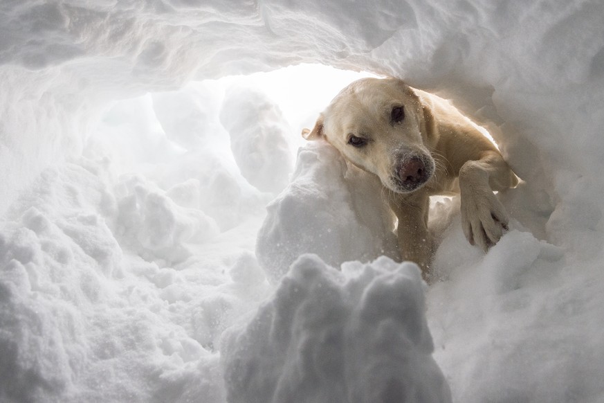 Zunehmend erschöpft gräbt sich Nanuk durch den Schnee ...