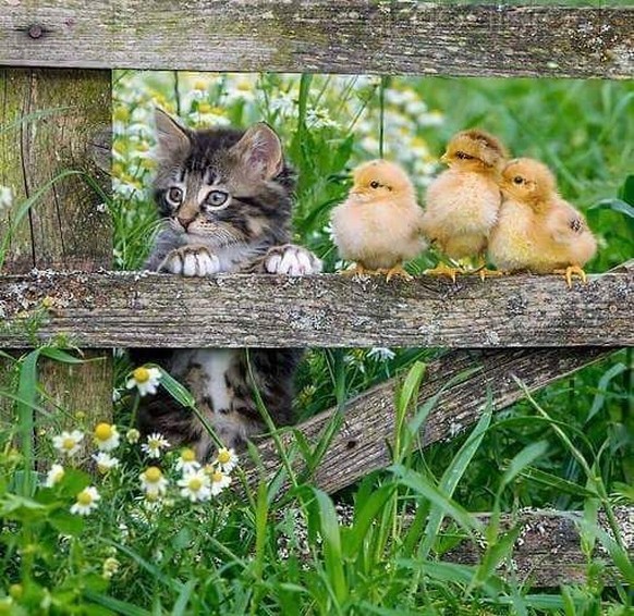 Katzen mit Kücken

https://www.pinterest.com/pin/492510909233176460/