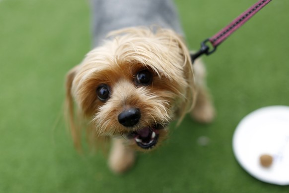 Chloe, a nine-year-old Yorkshire Terrier, looks into the camera after tasting a dog treat sample at Milo&#039;s Kitchen Treat Truck in San Francisco, California June 27, 2014. Milo&#039;s Kitchen, a S ...