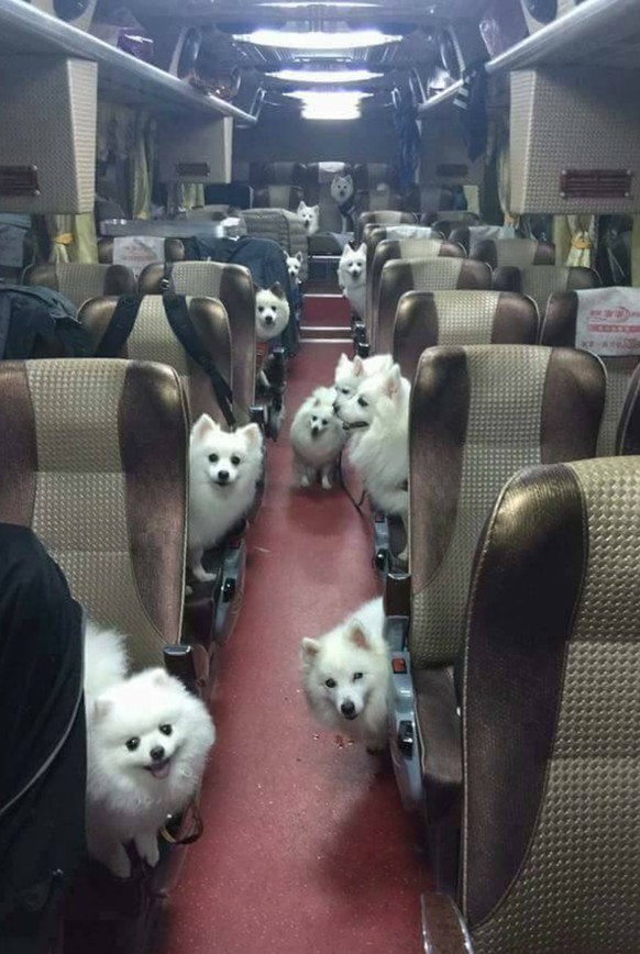 Hunde im Bus
Cute News
https://imgur.com/gallery/PScrV