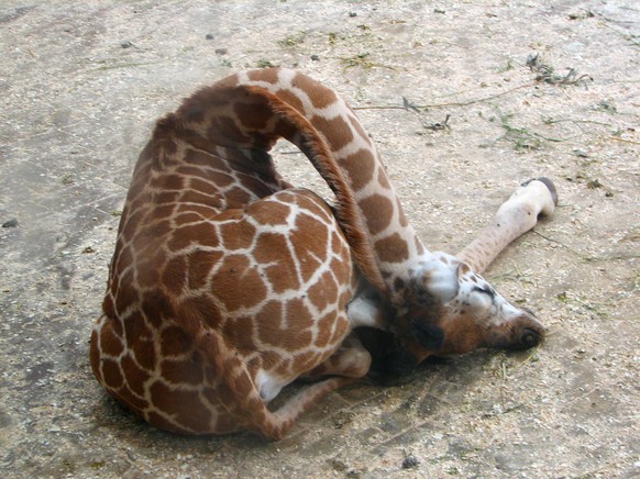 Baby-Giraffe schläft
https://www.reddit.com/r/pics/comments/27tvm6/how_giraffes_sleep/