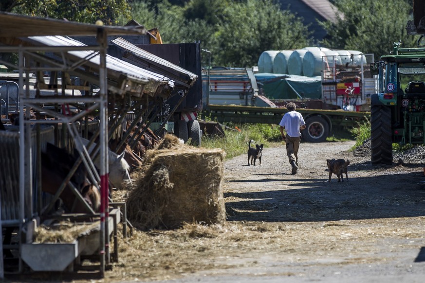 Ein Arbeiter auf dem Hof von Ulrich Kesselring, der wegen der Quaelerei von Pferden unter Verdacht steht, am Montag 7. August 2017, in Hefenhofen. (KEYSTONE/Christian Merz)