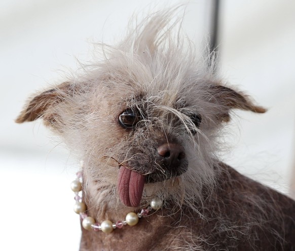 epa06046878 &#039;Josie&#039;, a Chinese Crested mix from Tucson Arizona, sports a necklace while posing on stage during the 2017 World&#039;s Ugliest Dog Contest in Petaluma, California, USA, 23 June ...