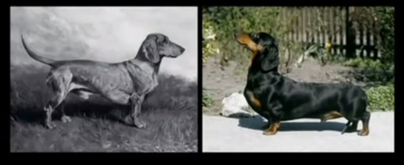 Was 100 Jahre Hundeshow aus den Dackelbeinen gemacht haben.