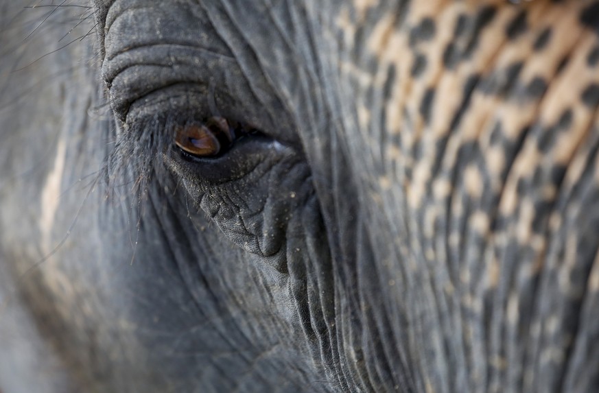 epa06139748 An elephant at Winga Baw Elephant Conservation Camp during the ceremony to mark World Elephant Day at Bago Region, Myanmar, 12 August 2017. Winga Baw Elephant Conservation Camp, 34-hectare ...