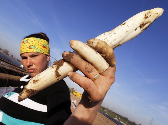 A seasonal worker from eastern Europe displays asparagus on an field at the start of the asparagus harvest in Buettelborn, Germany, Friday, March 31, 2017. The region south of Frankfurt is well known  ...