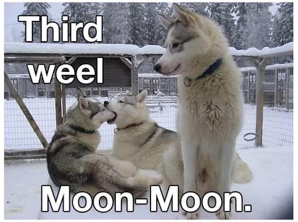 Moon Moon Husky
Cute News
http://imgur.com/gallery/8SMOWVF