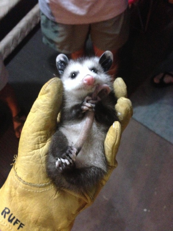 Opossum
Cute News
http://imgur.com/gallery/li5d1kG