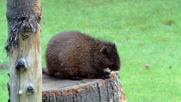 Baumratte (Hutia) Kuba-Baumratte.

https://commons.wikimedia.org/wiki/File:Hutia_konga_Zoo_Praha_2011-2.jpg