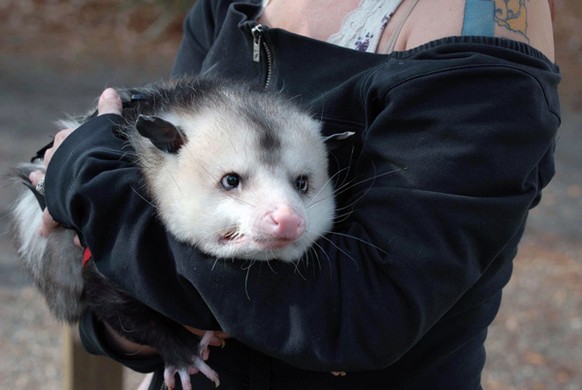 Opossum
Cute News
http://imgur.com/gallery/aCQF9