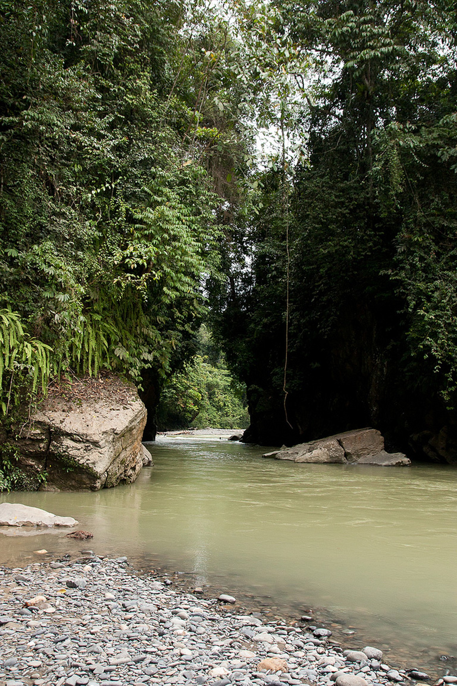 gunung leuser national park, sumatra, indonesien