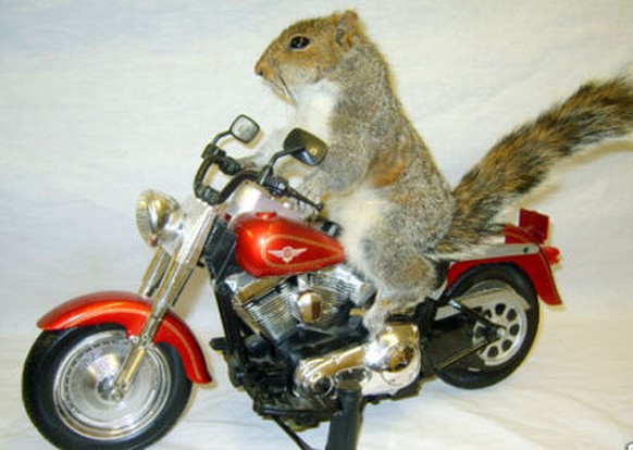 Eichhörnchen auf Motorrad
http://www.holytaco.com/25-animals-motorcycles/