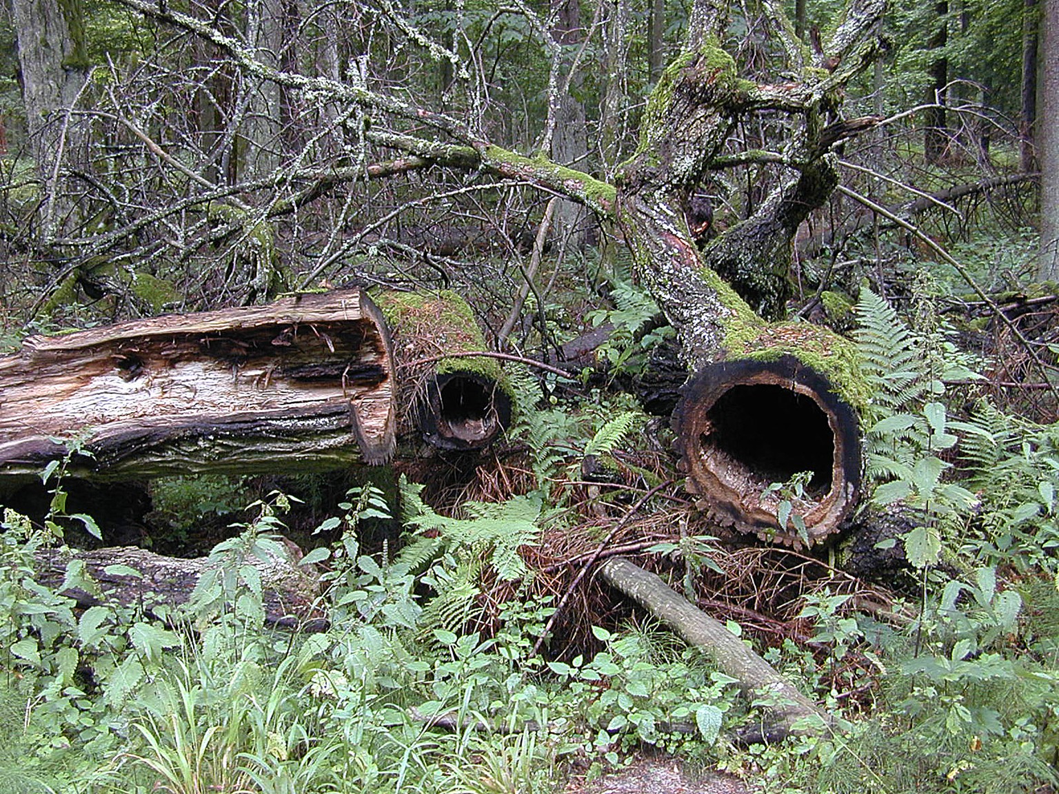 In this photo taken on Aug, 2006, dead trees lie on the ground in the Bialowieza National Park, a protected part of the Bialowieza Forest in eastern Poland. Polands government has sparked a conflict  ...