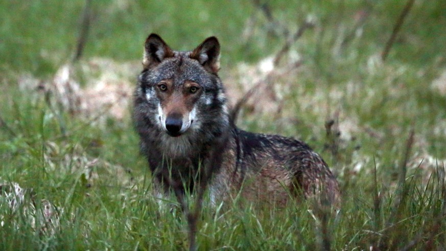 ZUM THEMA WOLF ALS JAGDBARES TIER IN DER FRUEHJAHRSSESSION DER EIDGENOESSISCHEN RAETE VOM MONTAG, 29. FEBRUAR BIS ZUM FREITAG, 18. MAERZ 2016, STELLEN WIR IHNEN FOLGENDES BILDMATERIAL ZUR VERFUEGUNG - ...