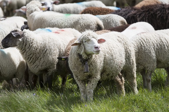 Around 800 sheep are gathered by shepherds and dogs for the annual sheep festival near the Gemmi mountain pass above the lake Daubensee, between Kandersteg and Leukerbad, Switzerland, Sunday, July 30, ...