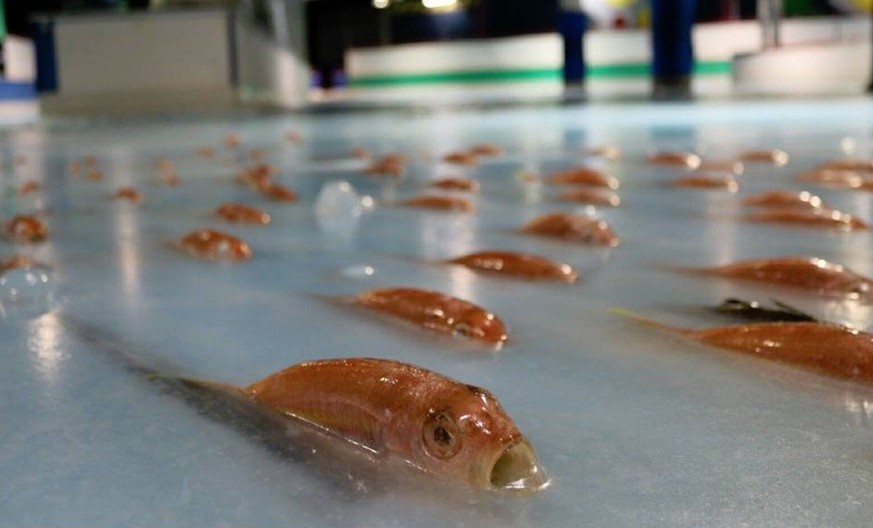 Die Fische sehen teilweise so aus, als wären sie lebendig eingefroren worden.
