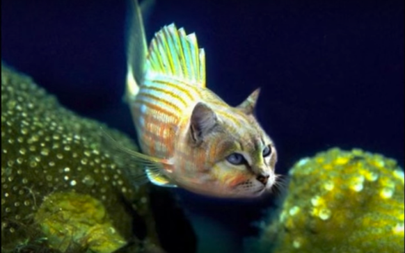 Cat fish