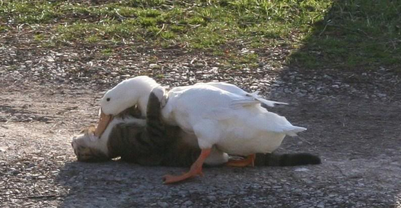 Ente und Katze sind beste Freunde

http://www.backyardchickens.com/t/327652/duck-with-a-feline-best-friend-lol-pics