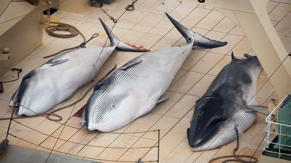 FILE - In this Jan. 5, 2014 file photo, three dead minke whales lie on the deck of the Japanese whaling vessel Nisshin Maru in the Southern Ocean. Japan has slashed its whale catch target in the Antar ...