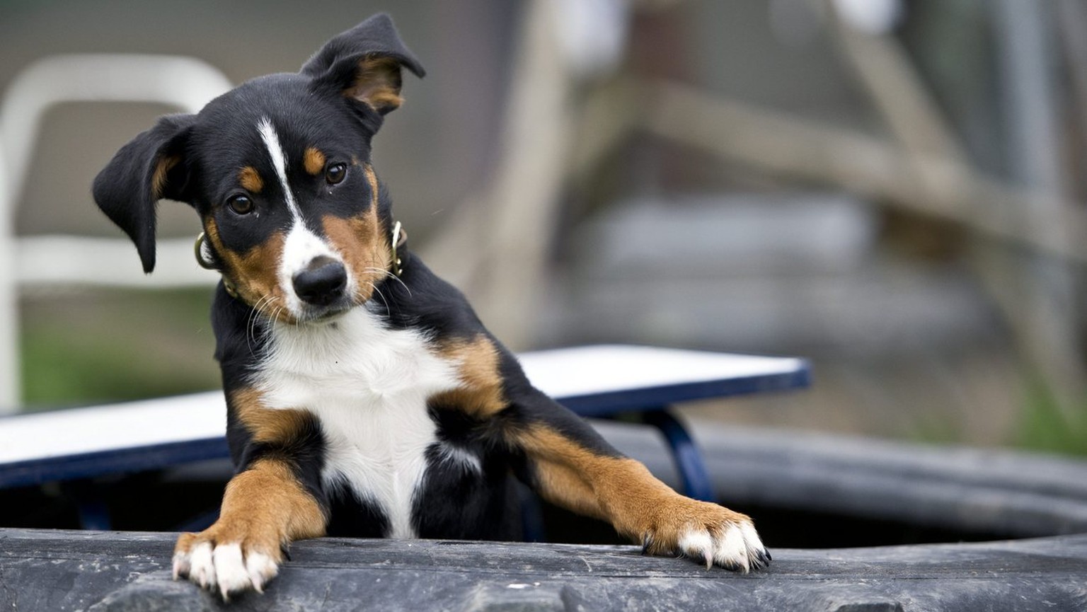 17'545 Appenzeller Sennenhunde lebten 2013 bei uns, 1158 wurden neu registriert.