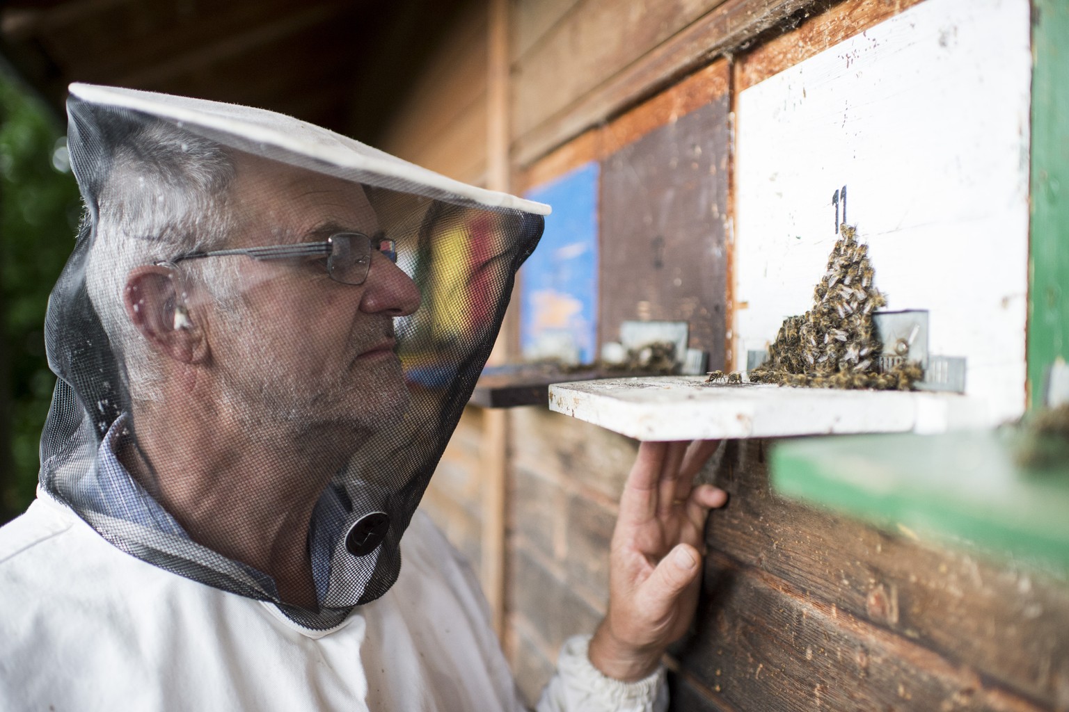 Imker Matthias Schmid kontrolliert die Bienenbestaende, aufgenommen am Dienstag, 22. Juli 2014 im thurgauischen Basadingen. Imker Matthias Schmid behandelt die Winterbienen mit Ameisensaeure gegen Mil ...