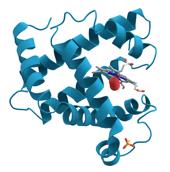 Myoglobin Molekül