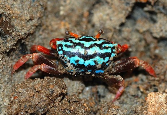 Watermelon Fiddler Crab. Winkerkrabbe.

https://www.pinterest.com/pin/313281717798837878/