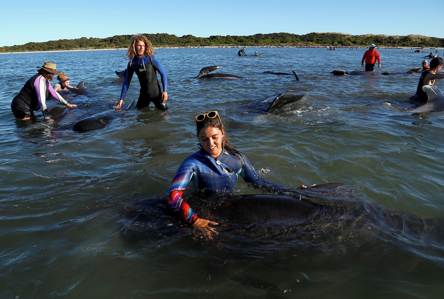 Volunteers try to guide some of the stranded pilot whales still alive back out to sea after one of the country&#039;s largest recorded mass whale strandings, in Golden Bay, at the top of New Zealand&# ...