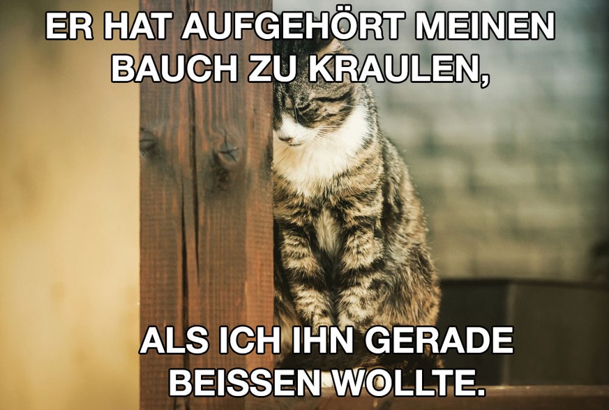 Katzen First World Problems