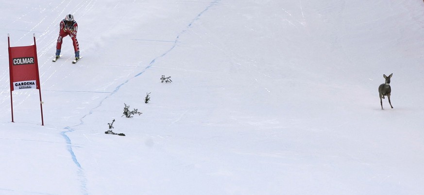 A deer races down the course, right, as Italy&#039;s Kristian Ghedina speeds down during a World Cup men&#039;s downhill, in Val Gardena, Italy, Saturday, December 18, 2004. (KEYSTONE/AP Photo/Armando ...