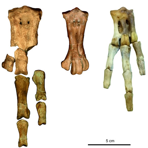 Die Fussknochen des neuen Riesenpinguins (links), im Vergleich mit denen von Waimanu manneringi aus derselben Fundstelle (Mitte) und eines Kaiserpinguins, dem größten lebenden Pinguin (rechts).
